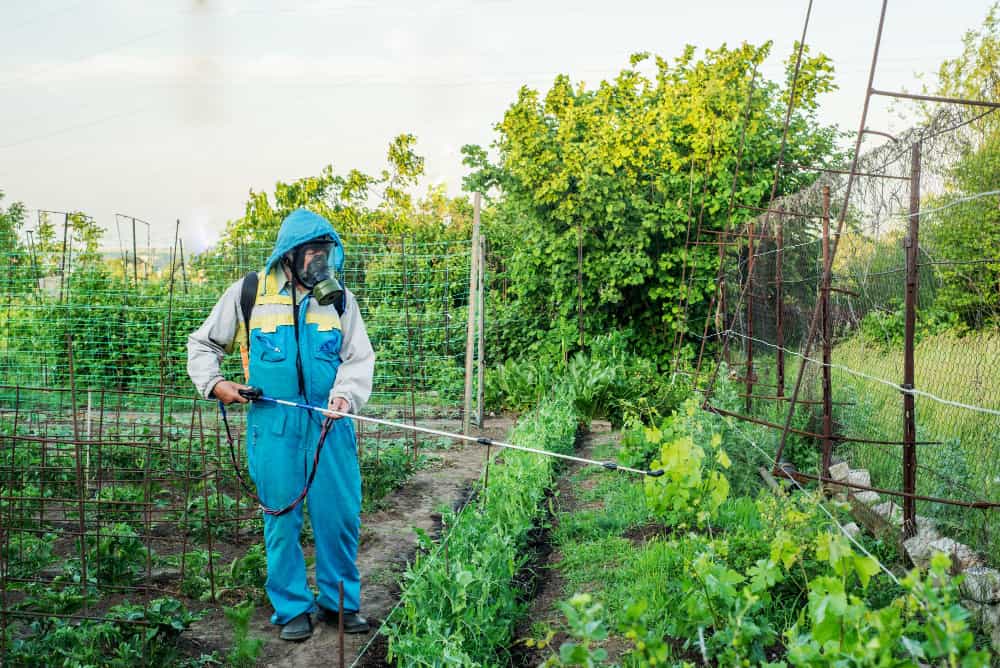 Jardinier en combinaison de protection pulvérisant des rangées de cultures avec un équipement manuel adapté